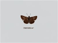 藏品(臺灣赭弄蝶)的圖片